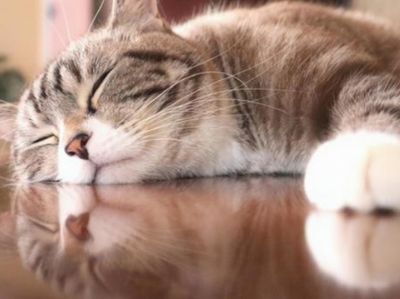 9/13(日)に『猫の譲渡会』が開催。小牧勤労センターにて