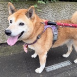 『秋なのに桜が咲きました！よつばちゃんとお散歩♪』の画像