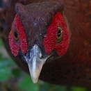 ヤマドリのお顔 Copper Pheasant
