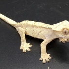 『爬虫類入荷情報！』の画像