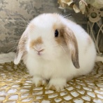 RABBIT COTTON