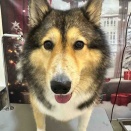 トリミングブログ✂️✨