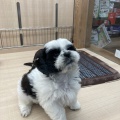 お店の子紹介🐕‍🦺