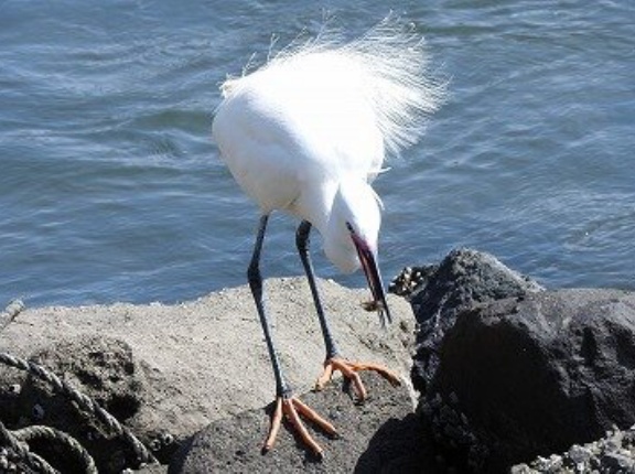 2024年4月13日の野鳥公園