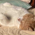 やーこばなし