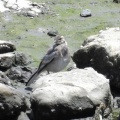 2026年6月6日の野鳥公園