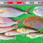 2025年12月8日　釣果