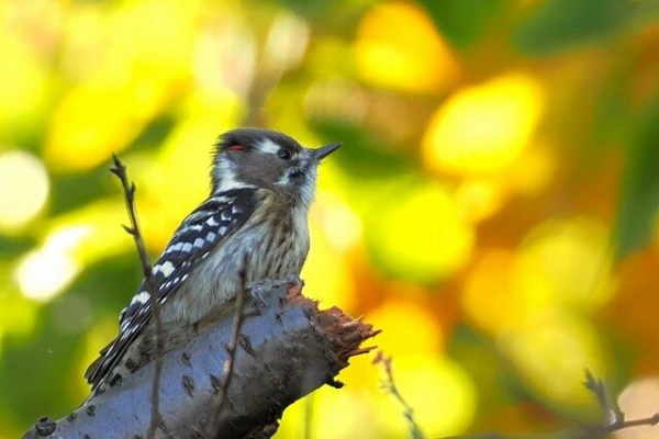 東京港野鳥公園 レンジャーブログ - 2024年11月