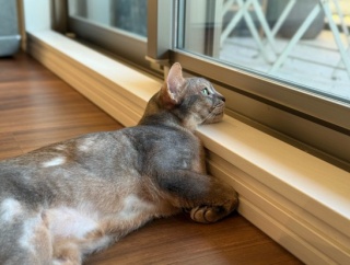 たそがれ、ぼくちん