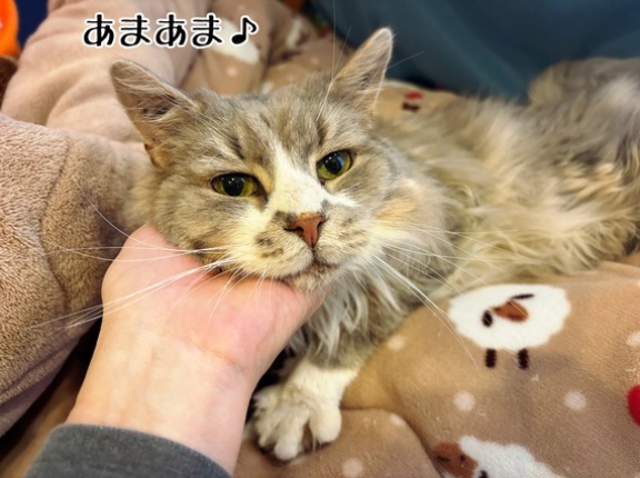 クリスマスという愛の日に。