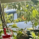 みかんの好きなメジロ