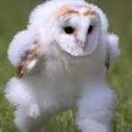 流行語・『えっほえっほ』の表彰相手が物議！！　「表彰されるのはあなたではない」