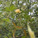 モッコウバラ一番花開花しました