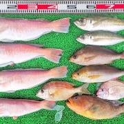 2025年12月13日　釣果