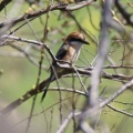 令和6(2024)年3月30日の鳥さん Vol.2　江戸川河川敷で野鳥の観察･撮影 小鳥色々登場!!ジョウビタキのオスも登場!!