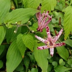 文ちゃんの更科日記