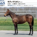 24年産新加入戦力③キティマリオン24【25募集】