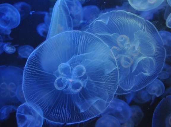 【生物】疑似餌で魚を釣る？風変わりな新種クラゲを発見　沖縄・久米島沖