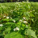 秋の花探しラン