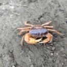 サワガニが入ってきた