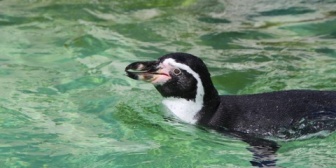 ガラケーでペンギンの写真を撮り始めた母ちゃんを見たカップルが「今時ガラケーwダサw」などとぬかしやがったんだが…