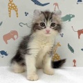 新しいねこちゃんの紹介です😸