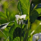 『投稿：BORG36EDによる植物・カエル・カメ・セミ　2021/03/17』の画像