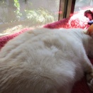 今日もかわいい