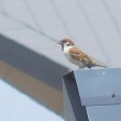 今日の野鳥 スズメ・ハクセキレイ