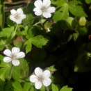 白花ゲンノショウコ