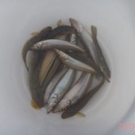 tabe's Fishing blog
