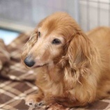 『【里親募集中】ミニチュア・ダックスフンドのメイ』の画像