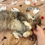 猫とお酒と日々のこと