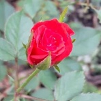花のある暮らし
