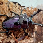 『昆虫入荷しました～』の画像