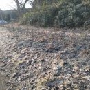 ラズベリーの剪定終了