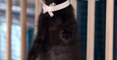 仔猫たちの里親さま募集中
