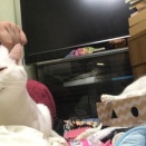 来るべきものはみな子猫　20260422