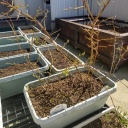 ��ƤƤ룲�ܤ��⣱�ܤ����ڤ���ˤ��졡������ʪ�򿢤���������ɺ�ǯ���¤��դ��ʤ��ä�����ͤ���Ȼ��ͺͺ�ˤʤäƤ��ޤä���ǽ����ͤ�����(^^;