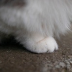 画像フォルダは猫ばかり
