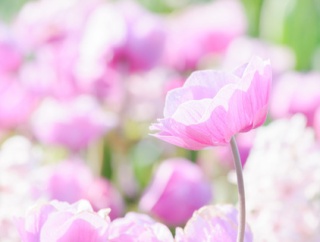 PTA総会にて。旦那「組体操危ないからやめろ」学校側「安全対策を～」旦那「うちの子を絶対に怪我させないと宣言できる教職員の方は挙手願います」→結果