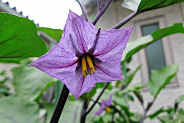 秋田野の花 道の花 紫の花