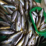 神島観光汽船　釣果(運航)情報