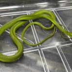 爬虫類倶楽部大宮店公式ブログ