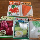 根菜の種まき