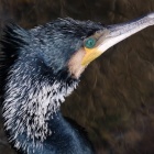 『BORG72FLによるカワウ（エメラルドの眼）　2020/01/28』の画像