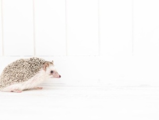 トメ、孫が産まれるも「『お祖母ちゃん』なんて老人みたいでイヤ！そんなふうに呼ばれたくない！私のことは名前で呼ぶように！」と言いつける。→十数年後・・・