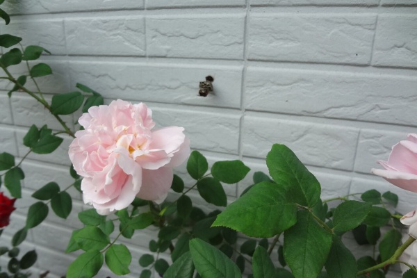 ピノ子の庭 庭の生き物と害虫対策