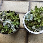 薔薇の香りに誘われて