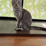 猫カフェ ねこまんまBlog